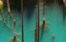 جنگل زیر آب نماد عجیب ترین دریاچه دنیاست که در قزاقستان واقع شده و درختان در این دریاچه به صورت وارونه درون آب قرار گرفته اند