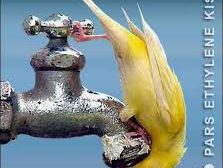 مشقت های ورود آب به استان بوشهر و بی توجهی به مدیریت مصرف